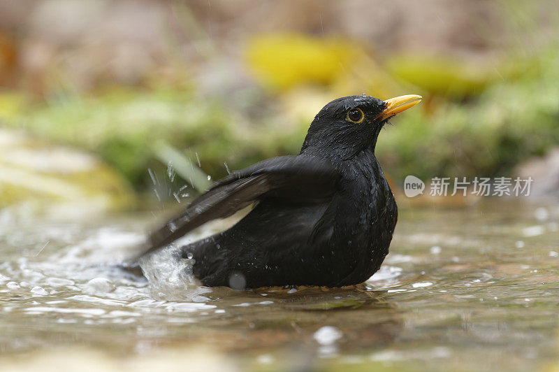 黑鸟洗涤（Turdus merula）